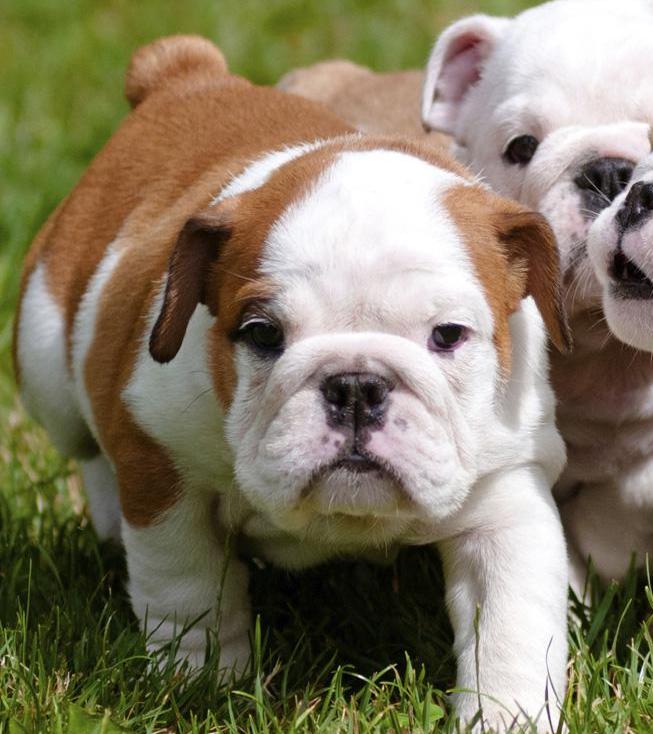 bulldog - Copy